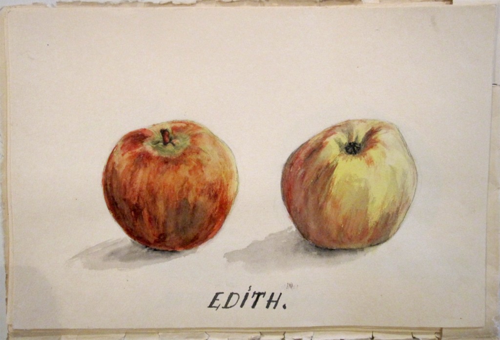 Naisten puutarhakoulutukseen kuului monenlainen piirtäminen ja omenalajikkeita opeteltiin mallikuvia maalaamalla.