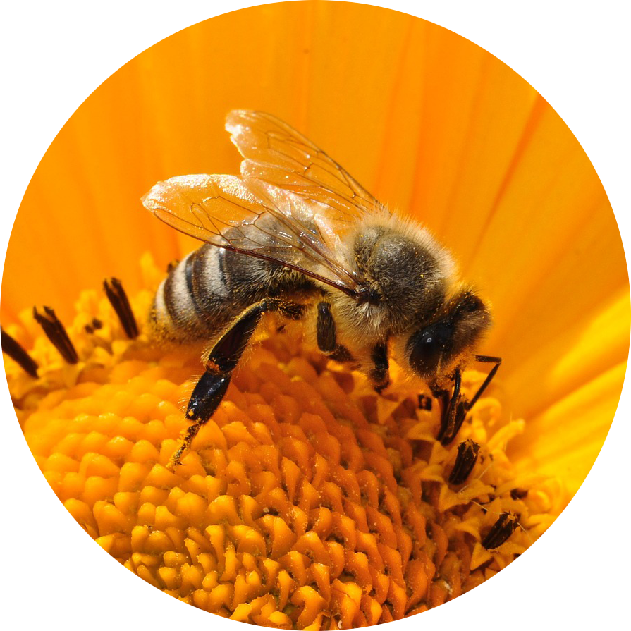 Lähikuva, mehiläinen auringonkukassa.